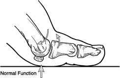 Normal Function of Big Toe