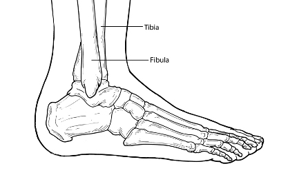 Diagram of ankle indicating location of tibia and fibula.