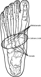 Diagram of the Lisfranc joint