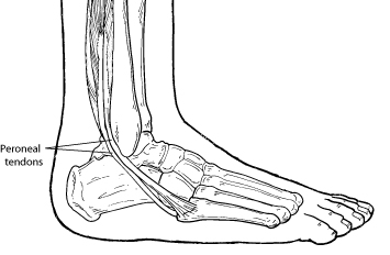 Peroneal tendons