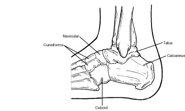 Diagram of Tarsal Bones